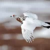 Willow Ptarmigan Diamond Painting