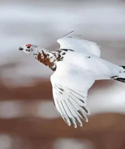 Willow Ptarmigan Diamond Painting