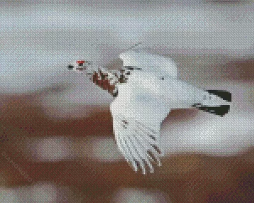 Willow Ptarmigan Diamond Painting