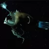 Deep Sea Anglerfish Diamond Painting