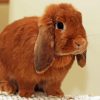 Holland Lop Diamond Painting