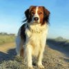 Kooikerhondje Dog Diamond Painting