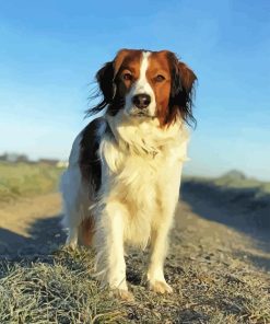 Kooikerhondje Dog Diamond Painting