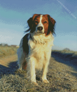 Kooikerhondje Dog Diamond Painting