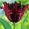 Parrot Tulip Flowers Diamond Painting