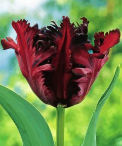 Parrot Tulip Flowers Diamond Painting