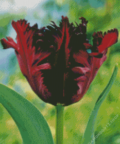 Parrot Tulip Flowers Diamond Painting