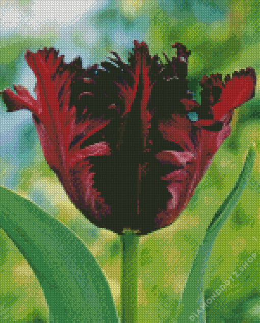 Parrot Tulip Flowers Diamond Painting