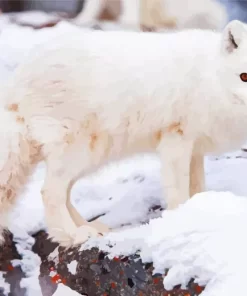 Winter Fox Diamond Painting