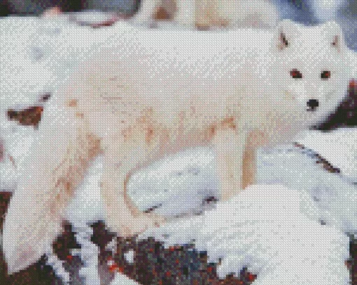 Winter Fox Diamond Painting