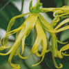 Ylang Ylang Tree Diamond Painting