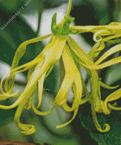 Ylang Ylang Tree Diamond Painting