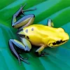 Black Legged Golden Poison Frog Diamond Painting