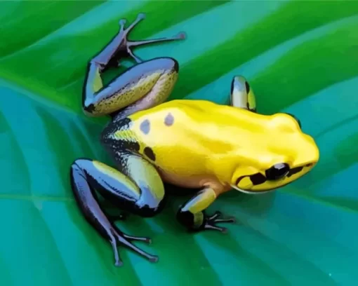 Black Legged Golden Poison Frog Diamond Painting