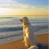 White Dog In The Beach Diamond Painting