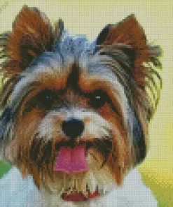 Biewer Terrier Diamond Painting