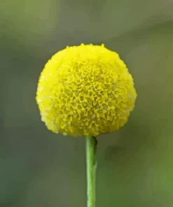 Billy Buttons Diamond Painting