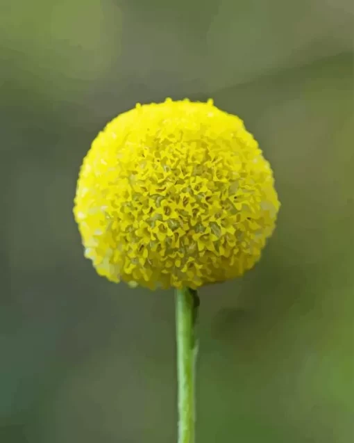 Billy Buttons Diamond Painting