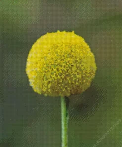 Billy Buttons Diamond Painting