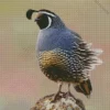 California Quail Diamond Painting