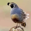 California Quail Diamond Painting