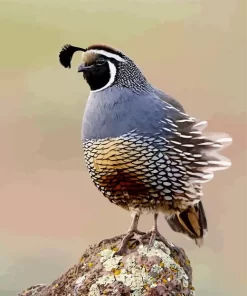 California Quail Diamond Painting