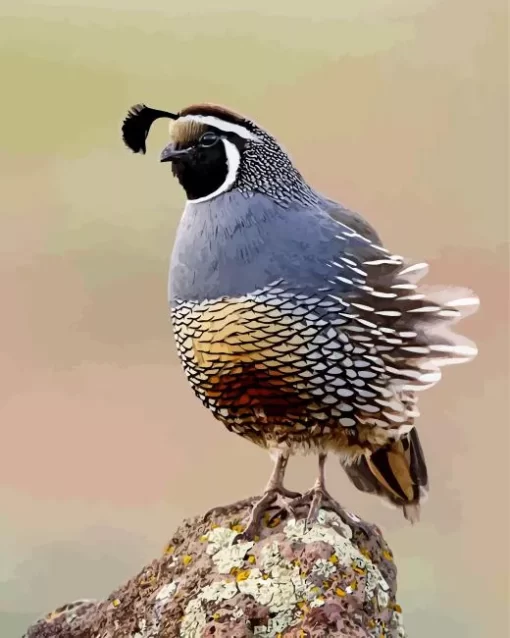 California Quail Diamond Painting