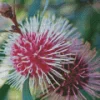 Hakea Plant Diamond Painting