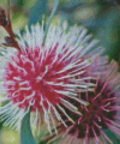 Hakea Plant Diamond Painting