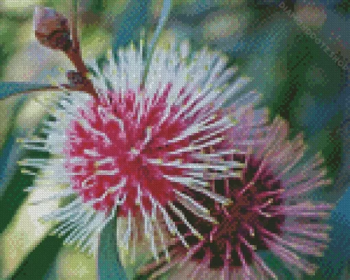 Hakea Plant Diamond Painting