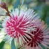 Hakea Plant Diamond Painting