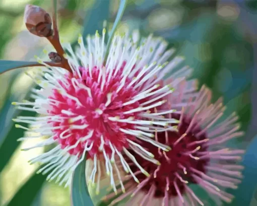 Hakea Plant Diamond Painting