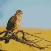 Marsh Harrier Bird Diamond Painting