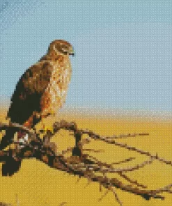 Marsh Harrier Bird Diamond Painting