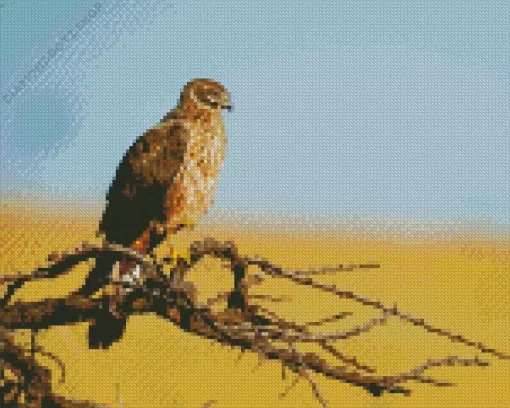 Marsh Harrier Bird Diamond Painting