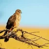 Marsh Harrier Bird Diamond Painting