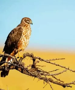 Marsh Harrier Bird Diamond Painting