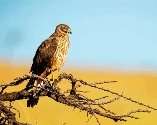 Marsh Harrier Bird Diamond Painting