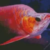 Red Asian Arowana Diamond Painting