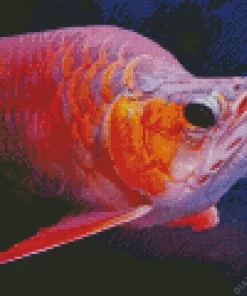 Red Asian Arowana Diamond Painting