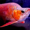 Red Asian Arowana Diamond Painting