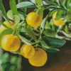 Lemon Plant Diamond Painting