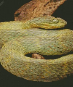 African Bush Viper Diamond Painting