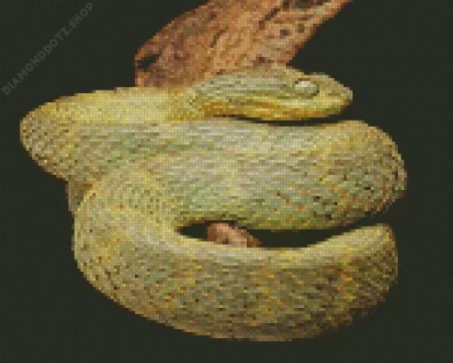 African Bush Viper Diamond Painting