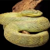 African Bush Viper Diamond Painting