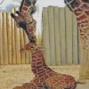 Baby And Mom Giraffe Diamond Painting