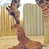 Baby And Mom Giraffe Diamond Painting