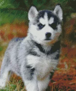 Baby Husky Diamond Painting