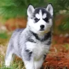 Baby Husky Diamond Painting