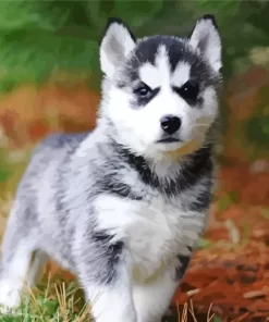 Baby Husky Diamond Painting